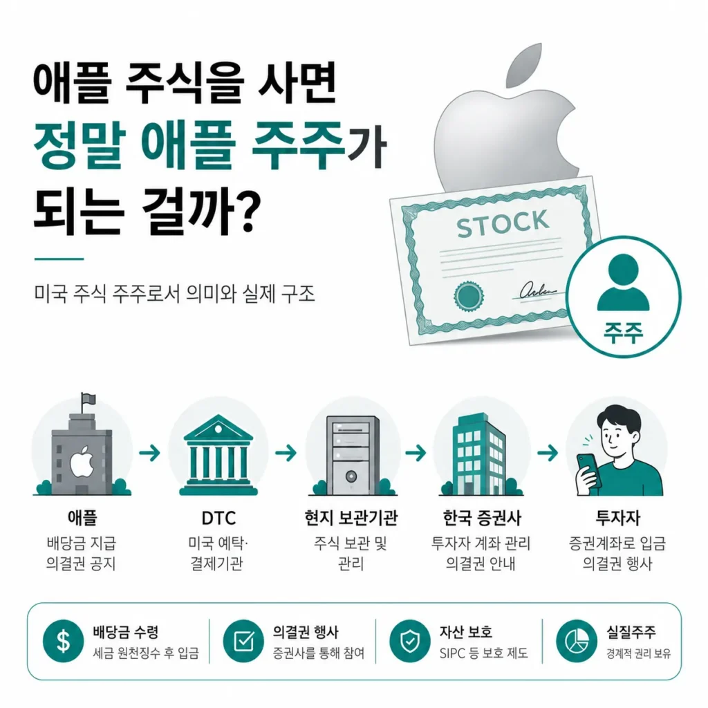 애플 주식을 사면 실제 주주가 되는지와 미국 주식 실질주주 구조를 설명하는 인포그래픽